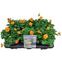 Afbeelding van Viola P12 Klbl XXL Oranje